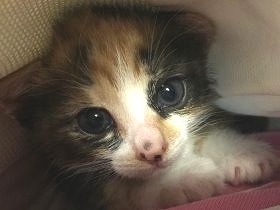畑に捨てられていた三毛の子猫　譲渡先で“お嬢さまキャラ”発揮