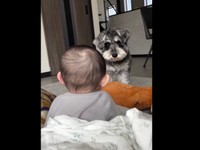 「ママ、何で？」 助けを求めるように見つめるダノンくん（画像提供：ダノン・ザ・ドッグさん）