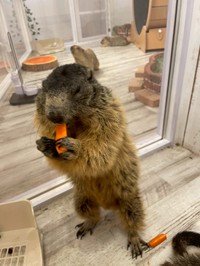 天真爛漫で小顔の「みそ」ちゃん（提供：マーモットカフェ「マーモット村」さん）