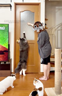 身長152センチの飼い主さんと横並びになったマダラくん（画像提供：なおさん）