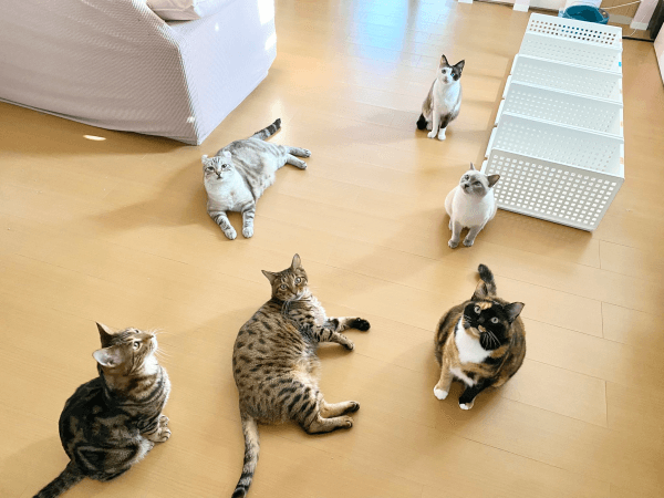 かるびさんとはらみさんの存在がきょうだいの仲を深めました（画像提供：べじたりあん。）