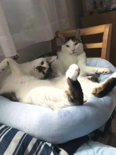 寝室に置いてあげた猫マットで　気持ちよさそう