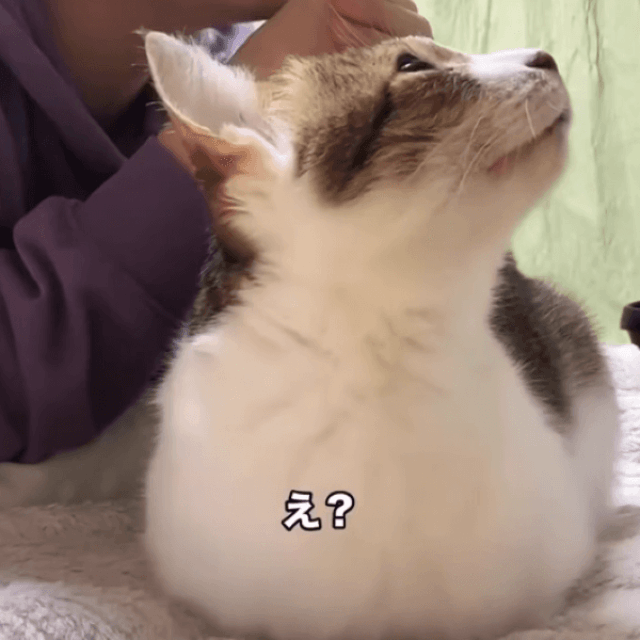 急にキョロキョロする猫ちゃんに、飼い主さんも異変を察知（画像提供：しぶけんさん）