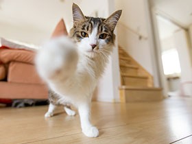 アメリカ留学で学んできたのは猫愛？！　長女に感化された家族が、人生初の猫暮らし