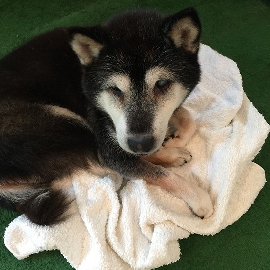 預かり犬 チョコ に早速お申し込み 老犬でもトレーニングの効果は出たが 犬 猫との幸せな暮らしのためのペット情報サイト Sippo