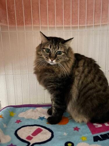 真冬の札幌で保護したポンちゃんは人見知り。ポンの子、つくねとつくねの子、計8匹が保護され、6匹は譲渡か決まった。現在つくねとポンは家族を募集中（亜妃さん提供）