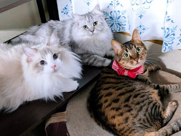 仲良し3きょうだい！ （左から）りおらくん、しゅらくん、ふたりを見守るみらちゃん（画像提供：みしゅりさん）