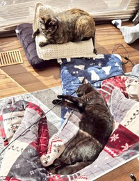 窓辺で日向ぼっこしながらくつろぐ（上から）梓ちゃんと先住猫のゆずちゃん（画像提供：クロエ ゆず 梓さん）