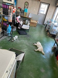 ごはんのおかわりを待っている間に寝てしまう、まつ店長／白柴まつさん（@bankinmatu）提供
