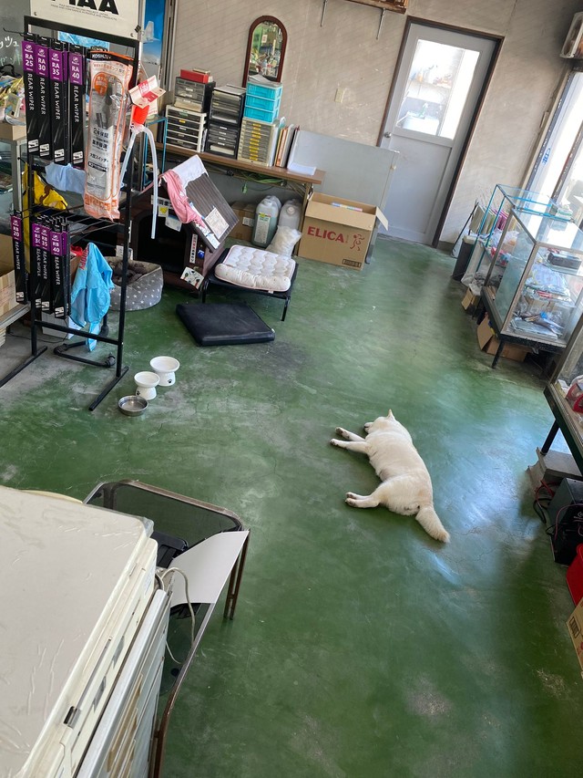 ごはんのおかわりを待っている間に寝てしまう、まつ店長／白柴まつさん（@bankinmatu）提供