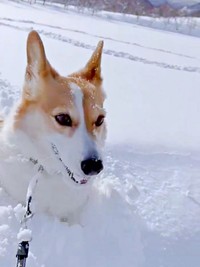 コーギーラッセル車のおつとめを果たしたこいたろうくん（画像提供：看板犬こいたろうとtetさん）