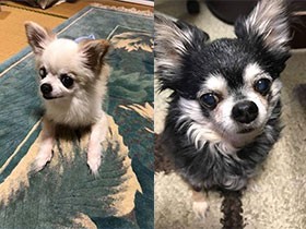 水が苦手でも…西日本豪雨の夜、助け合った愛犬２匹　絵本化へ