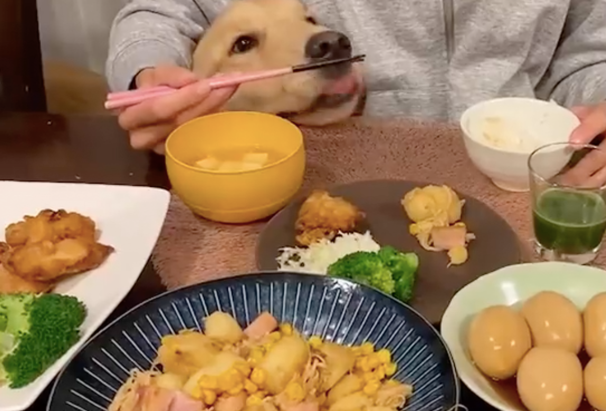 ごはんをクンクンと匂っているようです（イヌのまるとネコのさん さんのTwitterより）