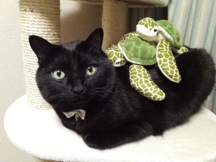 亀を背負うイケメン、クレオ（雅子さん提供）