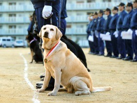 失敗しても挑戦し続けた犬「きな子」　銅像で伝えようと募金