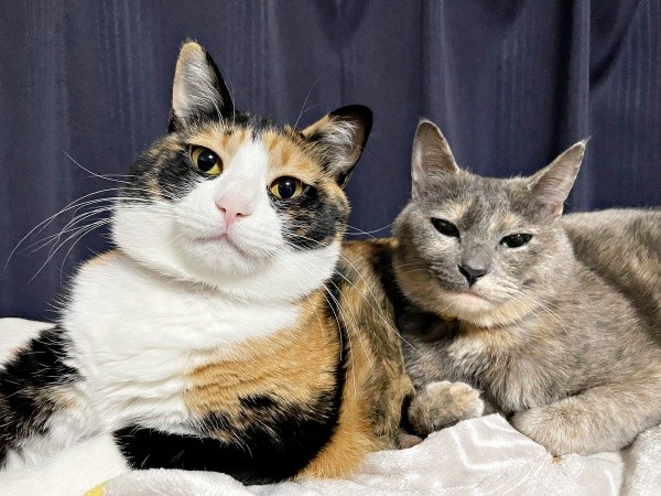 仲良くくっついてくつろぐ（左から）たびちゃん、にびちゃん（画像提供：にびたびさん）