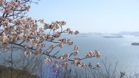 約500本の桜と瀬戸内海が競演　「王子が岳」で桜が見頃　岡山