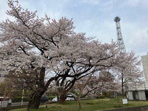 【速報】仙台で桜満開　平年より３日早く　去年より１日遅い