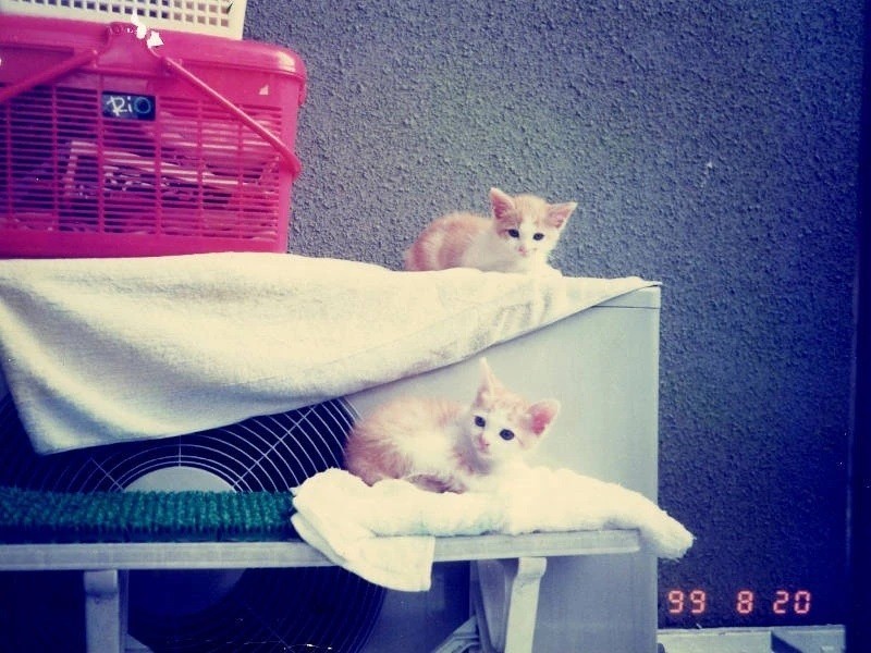 家に来たころの「ちぃ」と「だい」