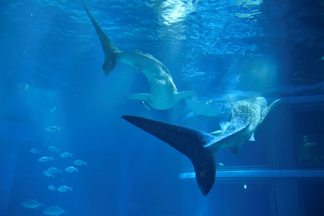 海遊館の人気者ジンベエザメ（提供・海遊館）