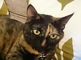 猫も人も見た目がすべて？　いいえ、違います！