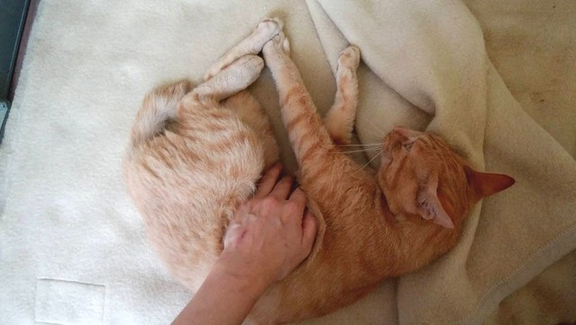 人なれしている子もいる（写真提供：アニマルレスキューたんぽぽ）