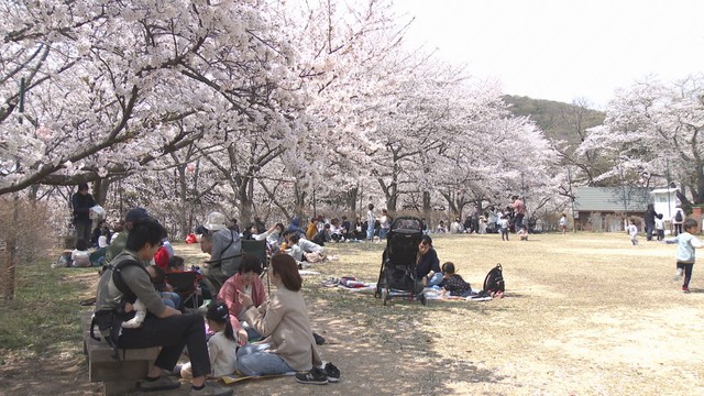 満開のサクラを楽しもうと岡山市の半田山植物園には多くの花見客が訪れる