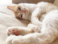 ゴロンと寝そべるカランちゃん（画像提供：かもぴさん）