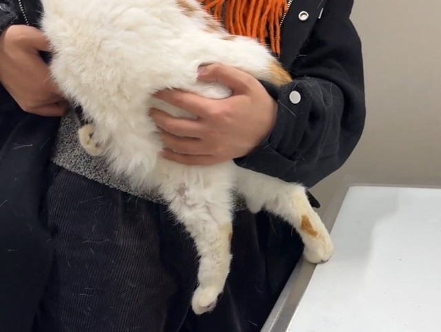 どうしても注射から逃げたい！（「猫は液体」さん提供、Xよりキャプチャ撮影）