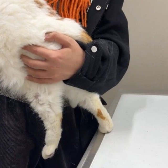 どうしても注射から逃げたい！（「猫は液体」さん提供、Xよりキャプチャ撮影）