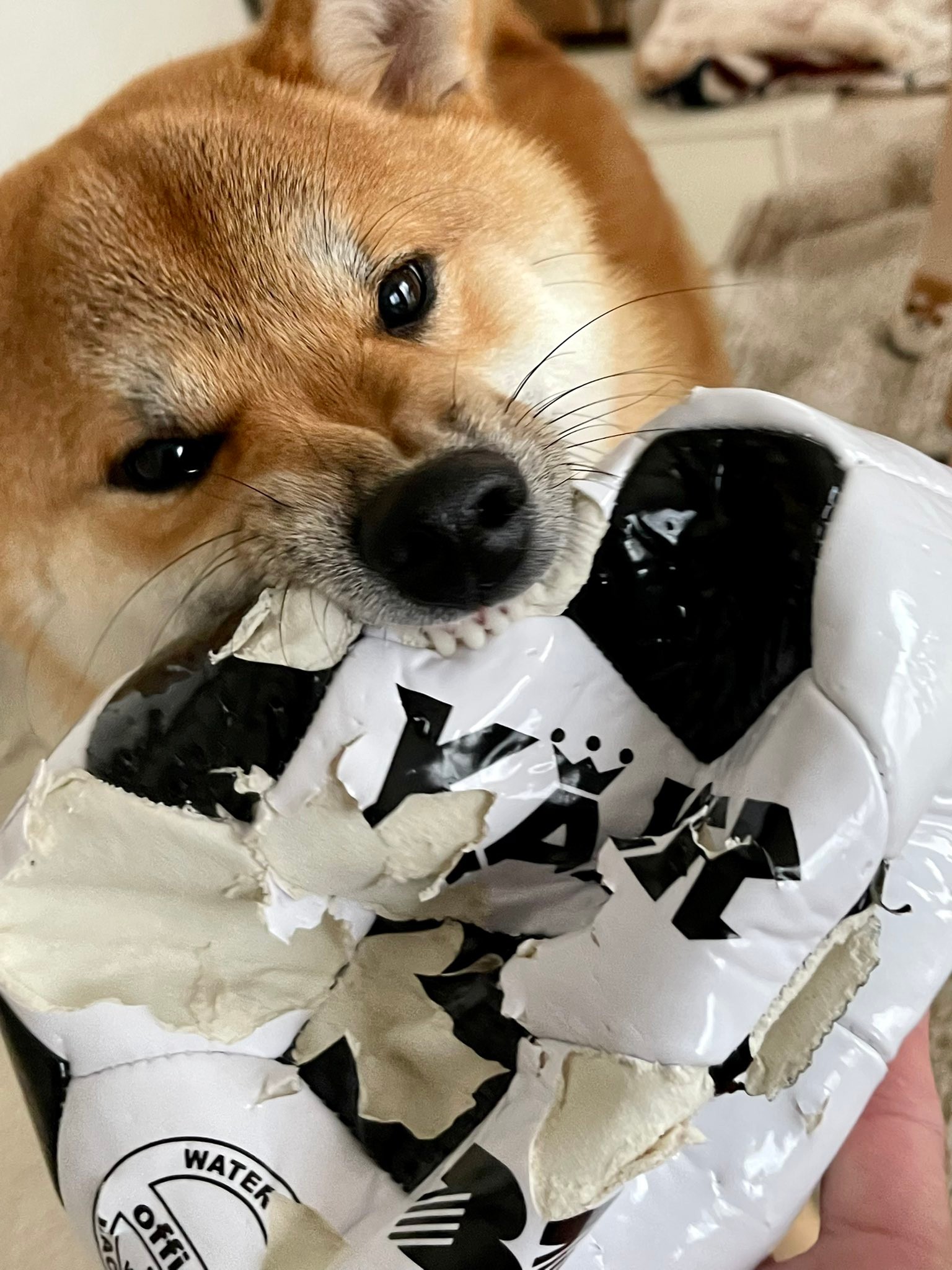 柴犬さん ボールはトモダチ…ってぼろぼろやーん！ 鬼の形相の柴犬さんが話題に