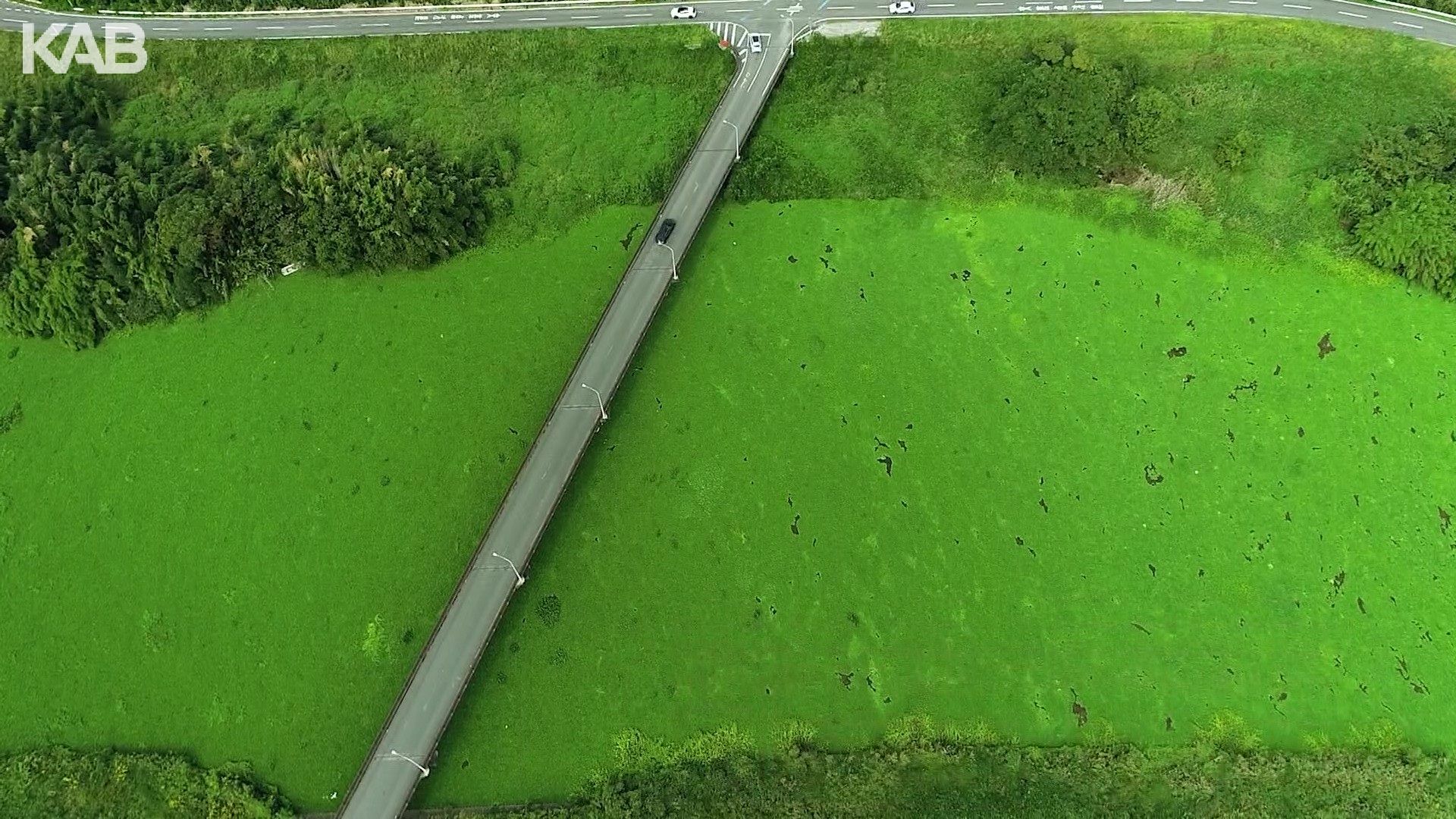 “二季化”の影響懸念　川を覆う緑色…外来植物の除去に年間1億円超　