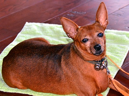 声帯を切られたミニピンの㐂（よし）、うどん屋の看板犬に