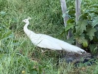 畑で孔雀に遭遇！？（提供：田中重工業さん）