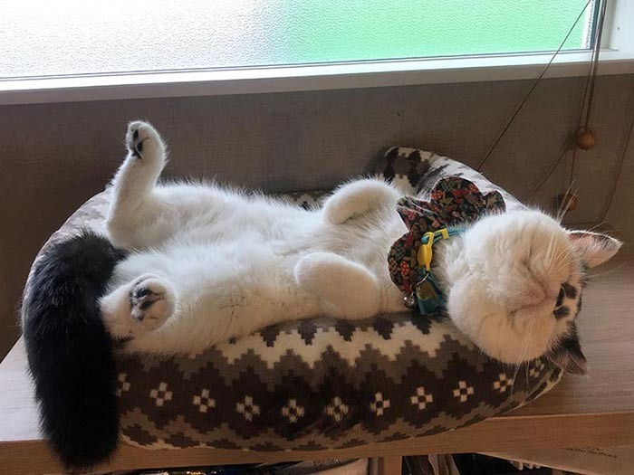 ヘソ天の大サービス