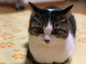 いつものラグじゃニャいんだけどぉ　不満顔のMIX「すずめ」　