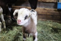 すくすく育つ双子の赤ちゃん／提供：おかやまフォレストパーク ドイツの森