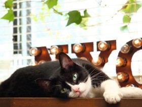 カフェのハチワレ店長　猫目当てに遠方からもお客さん