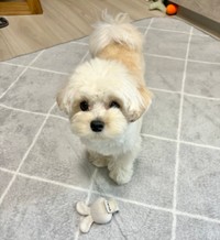 少し背中が茶色なのがチャームポイント（提供：マルプーのぽてとさん）