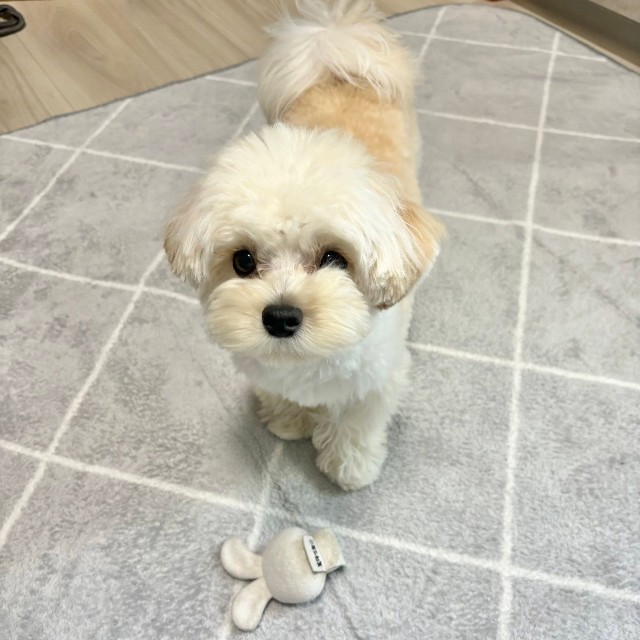 少し背中が茶色なのがチャームポイント（提供：マルプーのぽてとさん）