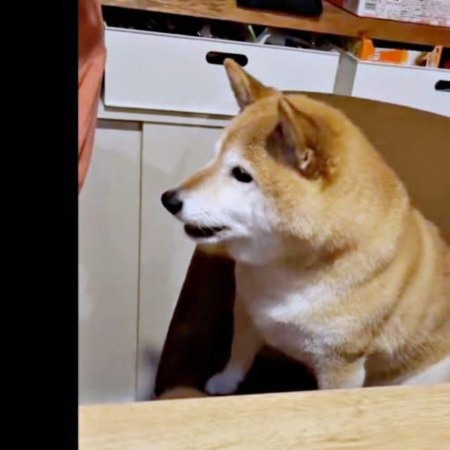 「食べる？」 聞かれた瞬間、今までにない高い声が出たゆずさん（画像提供：ゆず9 ぽんず6さん）