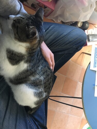 A子さんの家に来た翌日。アニキのひざにしがみついた。「アニキー」（A子さん提供）