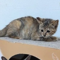 グレーママと初対面時…姫子ちゃんは少し緊張していました（コアさん提供、Instagramよりキャプチャ撮影）