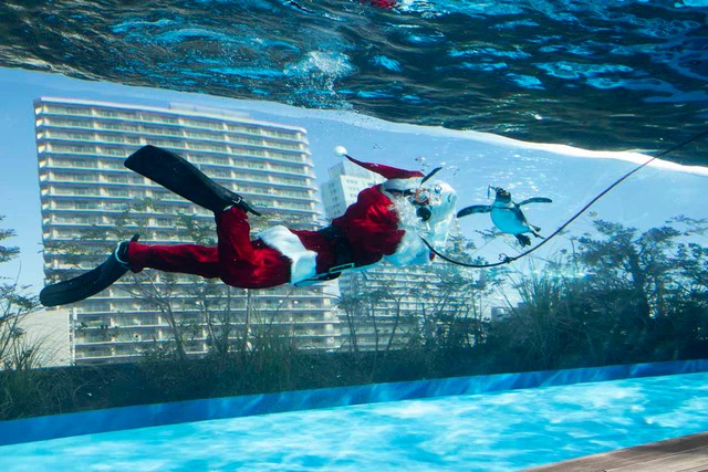 餌をあげてもビビっておそるおそる近づくケープペンギン