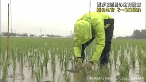 稲の生育にやや遅れ　宮城県で今季２回目の水稲生育調査