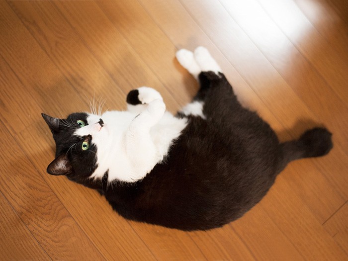 「遊ばないの？」（小林写函撮影）