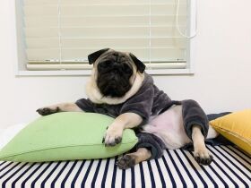 Stay Home！ 肩の力抜き乗り切ろう パグ「トトくん」