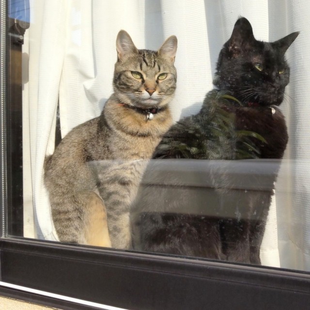 窓辺でニャルソックするそらくん（左）と先住猫のあずささん（右）（画像提供：車で来た猫そらさん）