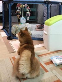 犬の行動を制限してストレスを与えるのではなく、キッズパーテーションを使って赤ちゃん側の安全をキープ（画像提供：epiさん）