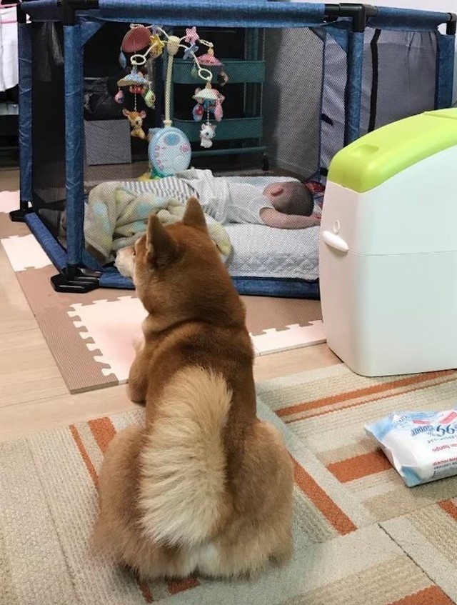 犬の行動を制限してストレスを与えるのではなく、キッズパーテーションを使って赤ちゃん側の安全をキープ（画像提供：epiさん）